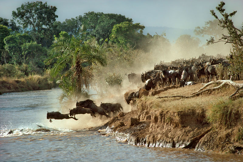 Exploring the Uncertain Future of East Africa's Great Wildlife Migration