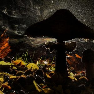 Mushroom Magic