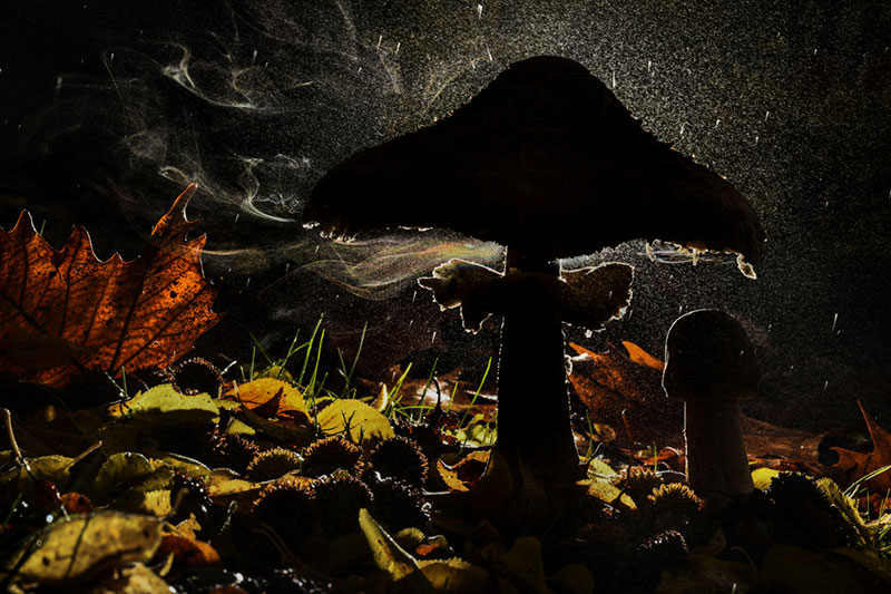 Mushroom Magic