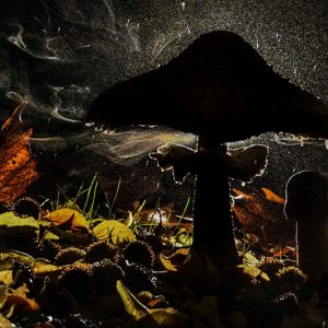 Mushroom Magic Focus Group