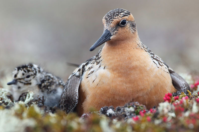 The Global Life of Shorebirds