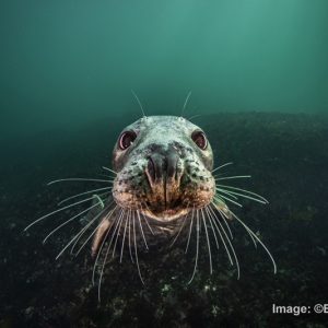 Conservation Summit