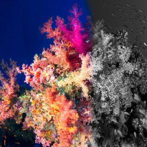 A Photographic Odyssey: Rise and Fall of Corals Reefs by Alp Can