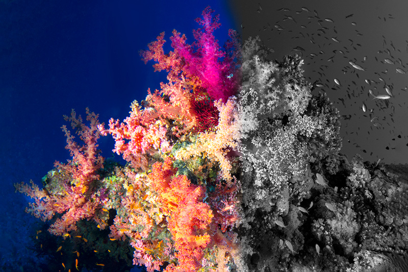 A Photographic Odyssey: Rise and Fall of Corals Reefs by Alp Can