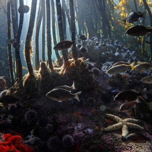 Forests of the Sea by Pippa Ehrlich