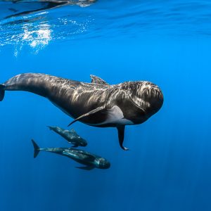 The Pelagos sanctuary by Greg Lecoeur