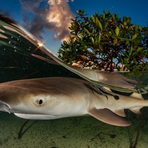 Overlooked: Stories Hidden Underwater by Shane Gross