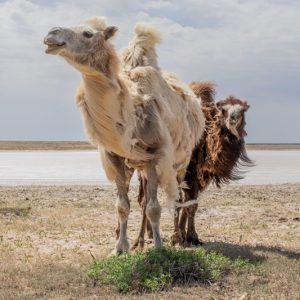 After the Aral Sea by Anush Babajanyan