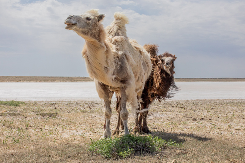 After the Aral Sea by Anush Babajanyan