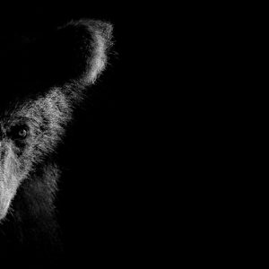 Chiaro Scuro: a study of nature through the power of empty space