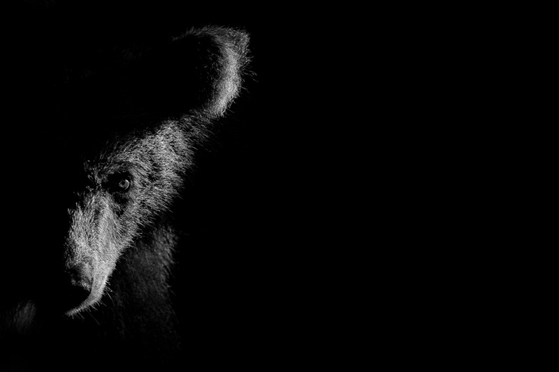 Chiaro Scuro: a study of nature through the power of empty space