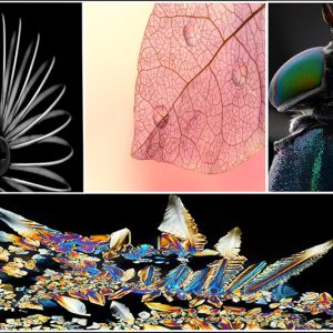 Seeing the Unseen: The Art of Macro Photography