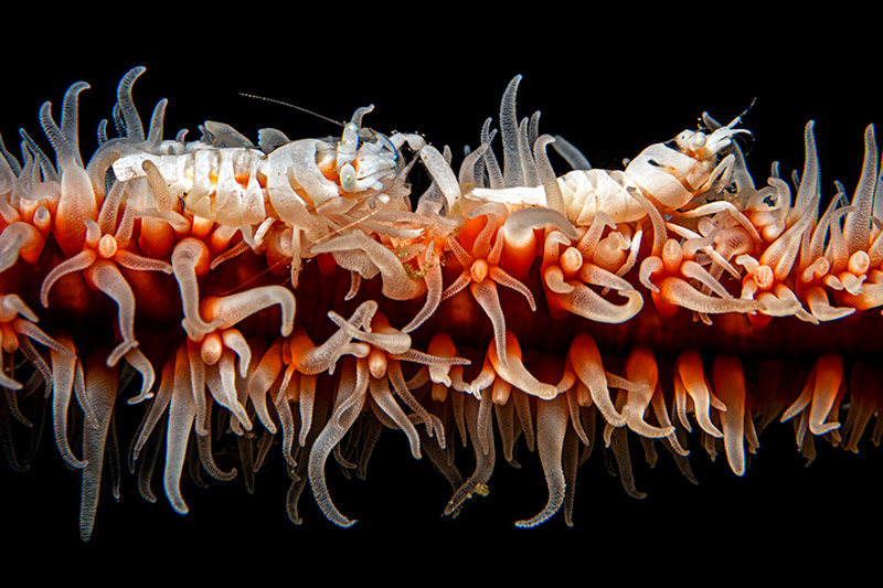 Exhibition Tour: From Existence to Extinction