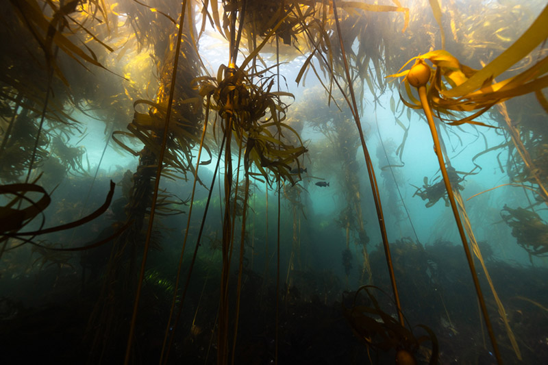 Exhibition Tour: Sea Forests